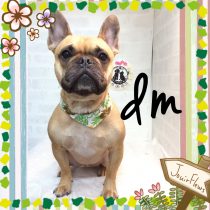 フレンチブルドッグ