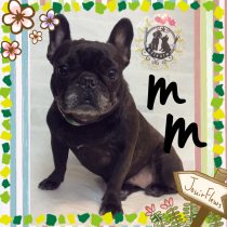 フレンチブルドッグ