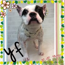 フレンチブルドッグ