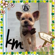 ヨークシャテリア