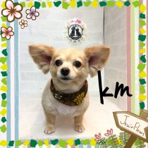 チワワ×ダックスフント