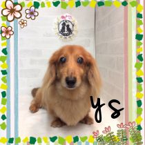 Mダックスフント