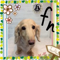 Mダックスフント