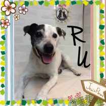 ジャックラッセルテリア