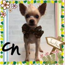 ヨークシャテリア