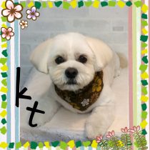 ビション×ペキニーズmix