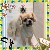 チベタンスパニエル