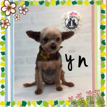 ヨークシャテリア