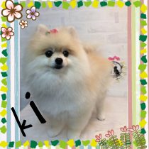 ポメラニアン