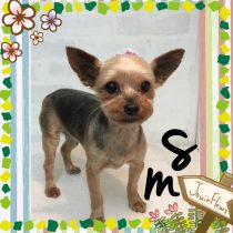 ヨークシャテリア