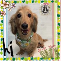 Mダックスフント