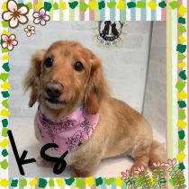 Mダックスフント