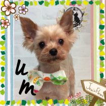 ヨークシャテリア