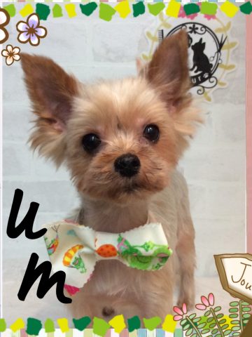 ヨークシャテリア