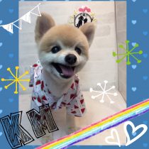ポメラニアン