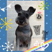 Ｍシュナウザー