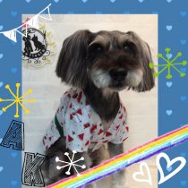 Ｍシュナウザー