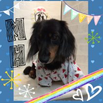 Mダックスフント