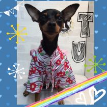 ミニチュアピンシャー