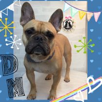 フレンチブルドッグ