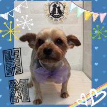 ヨークシャテリア