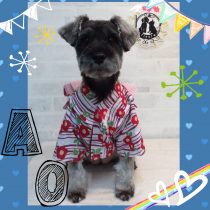 Ｍシュナウザー