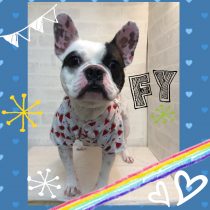 フレンチブルドッグ