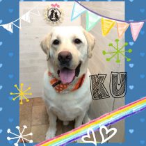 ラブラドールレトリバー