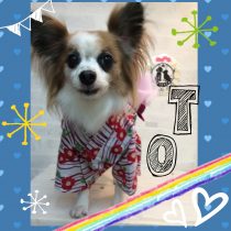 パピヨン×チワワ