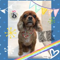 キャバリアキングチャールズスパニエル