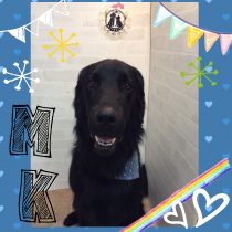 フラットコーテッドレトリバー