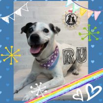 ジャックラッセルテリア