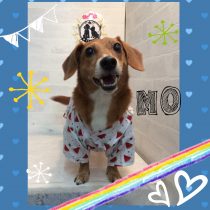 トイプー&ジャックMix