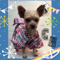 ヨークシャテリア