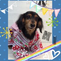 Mダックスフント