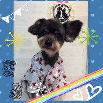 トイプードル×チワワ