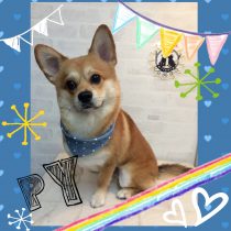 ペキニーズ×コーギー