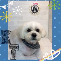 ペキニーズ×ビションMiX