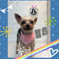 ヨークシャテリア