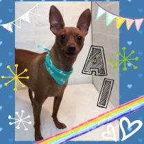 ミニチュアピンシャー