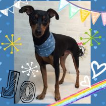 ミニチュアピンシャー