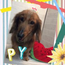 スタンダードダックス