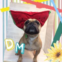 フレンチブルドッグ