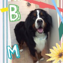 バーニーズマウンテンドッグ