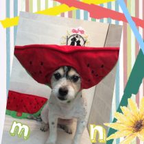 ジャックラッセルMiX