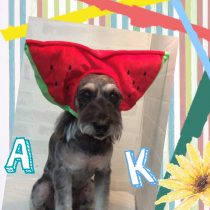 Ｍシュナウザー