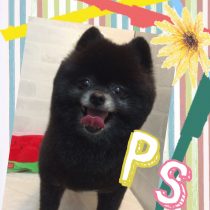 ポメラニアン
