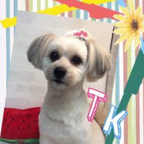 ポメラニアン×マルチーズ