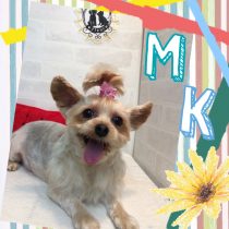 ヨークシャテリア