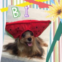 ヨークシャテリア